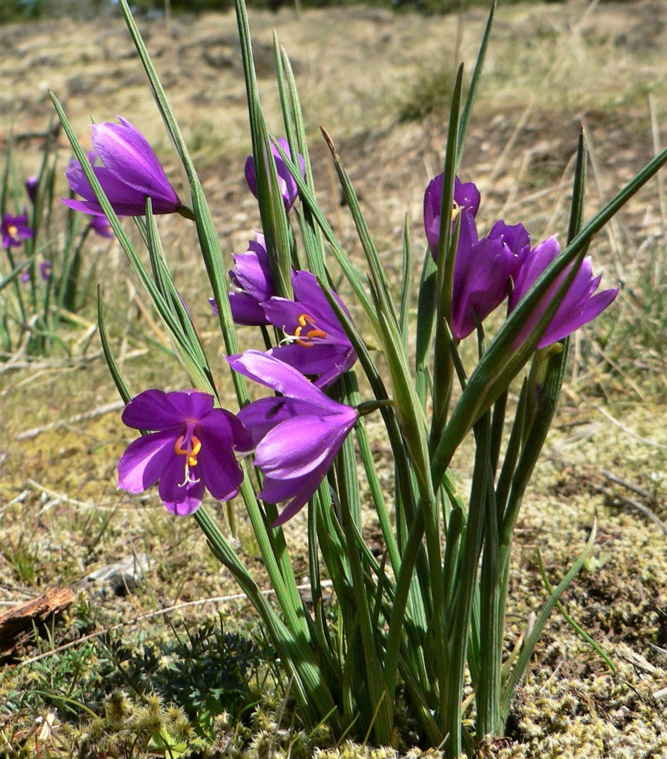 20 GRASSWIDOW Purple-Eyed Grass Sisyrinchium Inflatum syn. Olsynium Douglasii Grass Widows Reddish Purple Ornamental Grass Flower Seeds