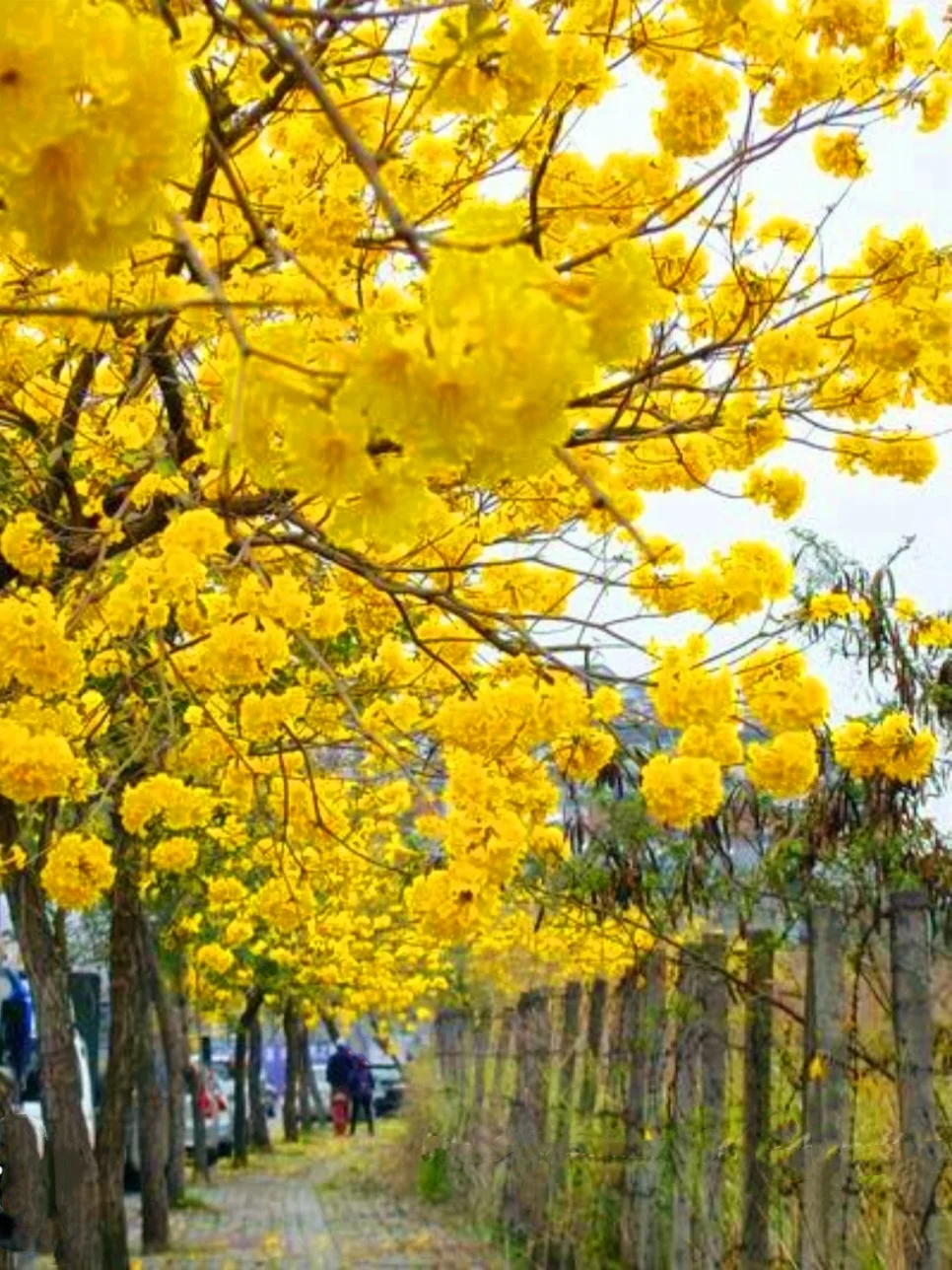 60 Seeds Golden Trumpet Handroanthus chrysotrichus Tabebuia Chrysantha Fresh 2024 Yellow