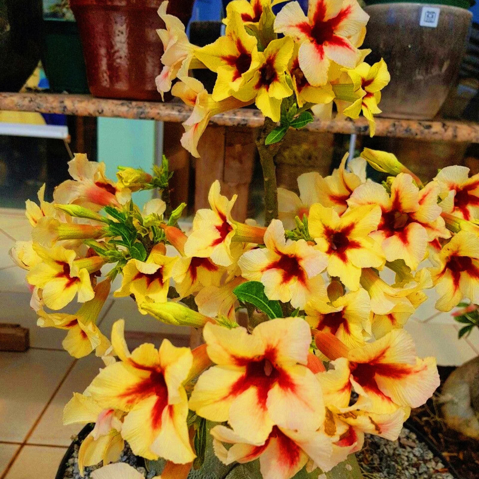 Desert Rose Plants For Sale Desert Rose Bulbs Desert Rose Roots Desert Rose Plants For Sale Garden Flowers Bonsai Plant