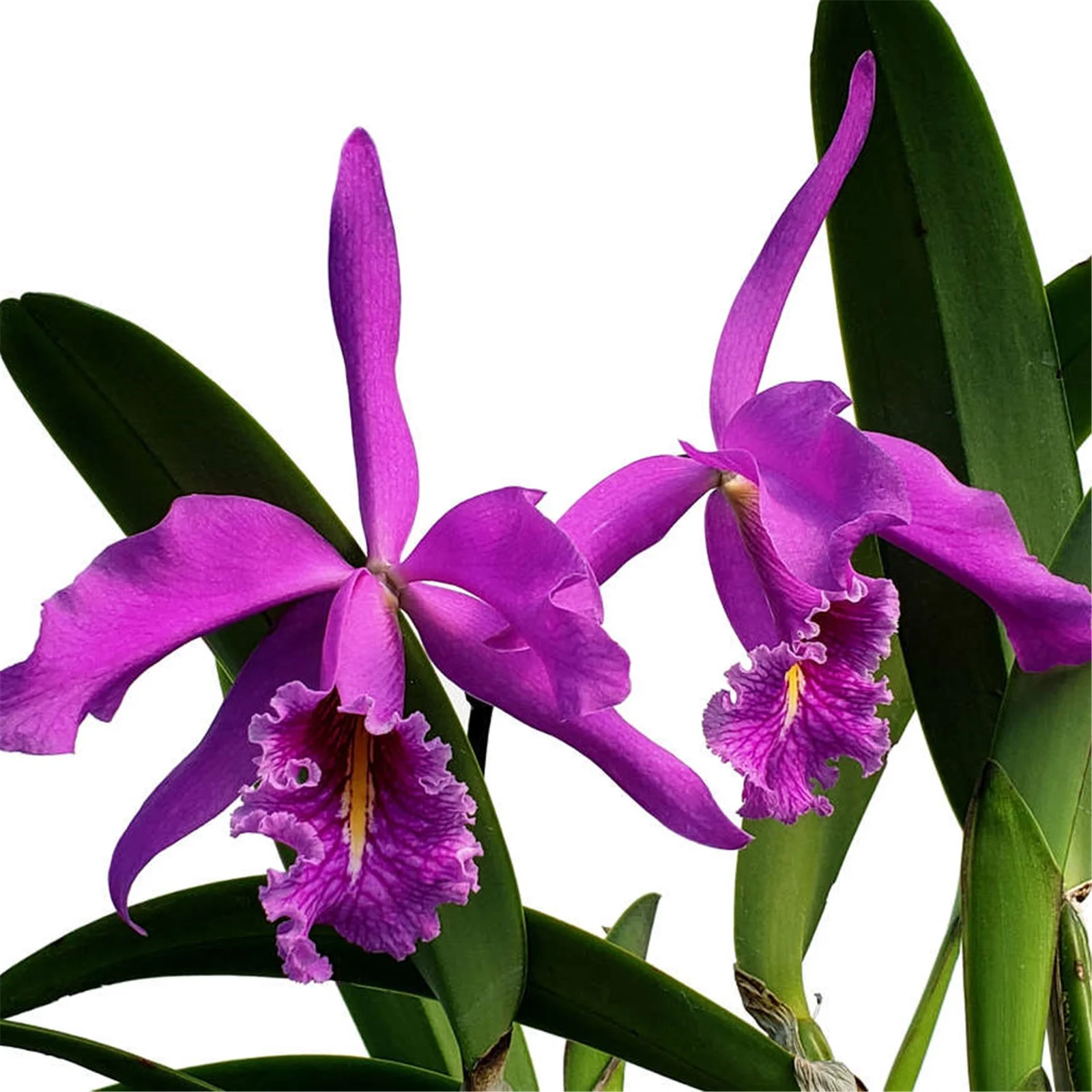 Cymbidium Bulbs, Natural Large Indoor Plants,Cold And Drought Tolerant,Cymbidium Plant. Gardeners Can Plant Easily,Cymbidium Plants Live In Bloom,Cymbidium Bulbs For Planting,Cymbidium Plants Outdoor,