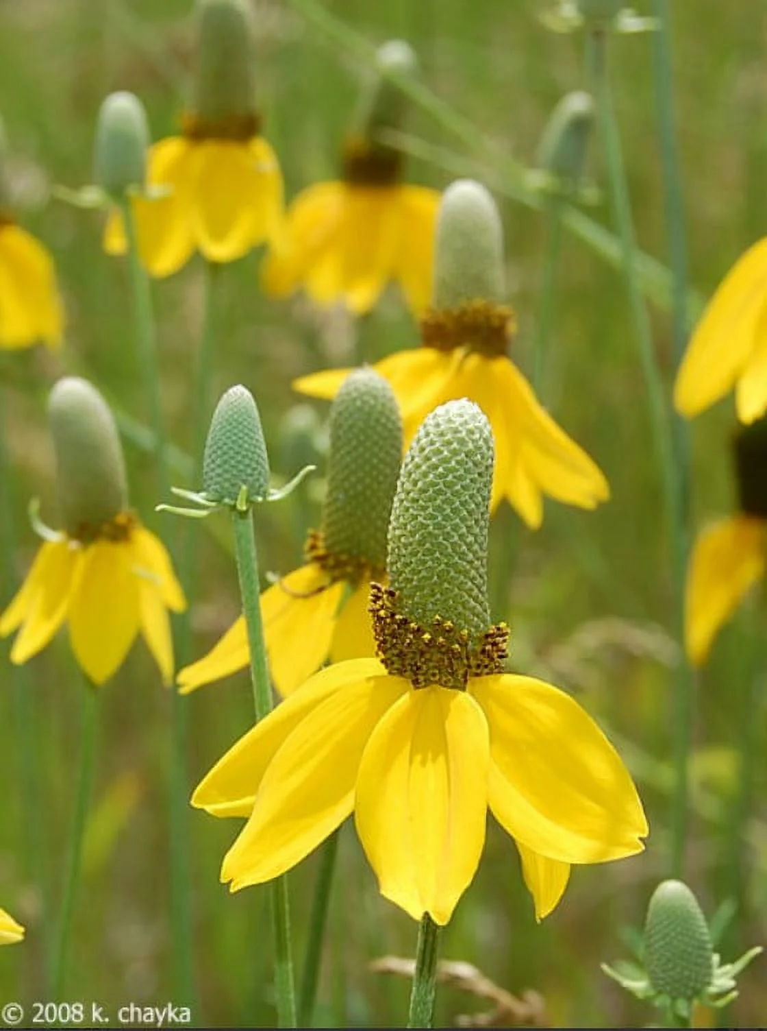 Mexican Hat, Yellow Mexican Hat Flower Seed, 100+ seeeds per Package.