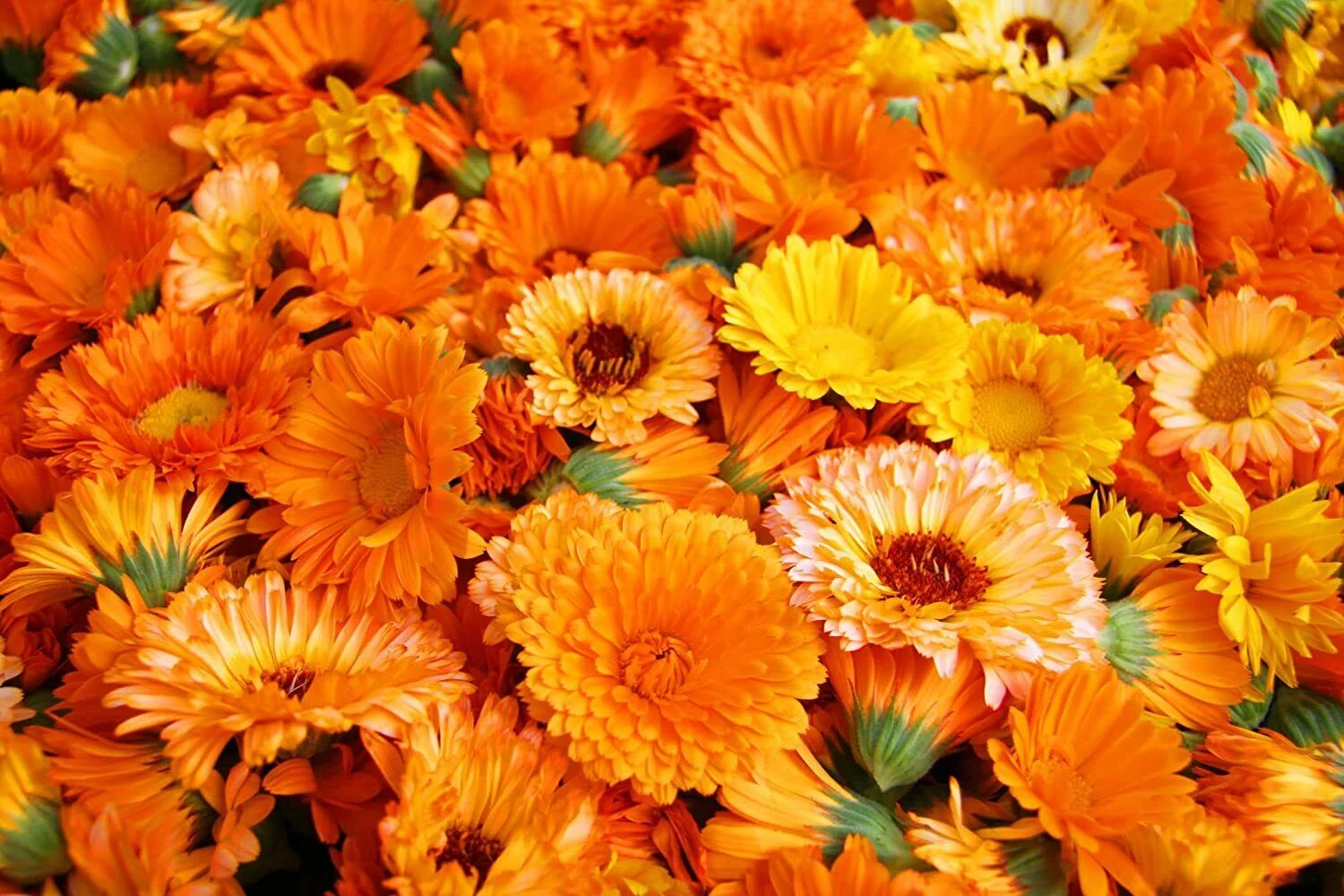 200+ Calendula Seeds for Planting Pacific Beauty Mix Made in USA