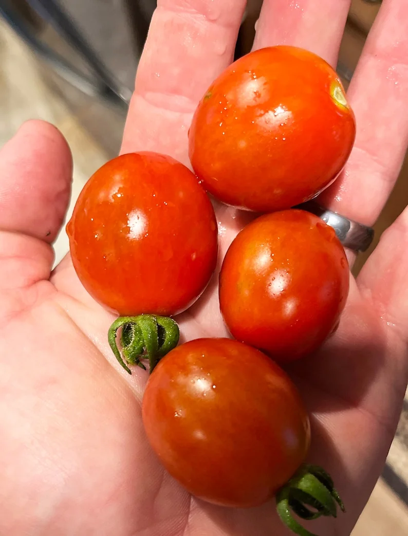 Sweet Prince Plum Tomato Premium Seed Packet