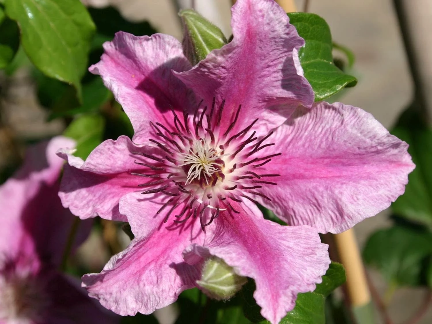 Clematis Carnaby - 10 Live Plants in 4 Inch Growers Pots - Clematis 'Carnaby' - 2 Years Old Ready to Be Planted - Beautiful Deep Pink and Red Flowering Vine