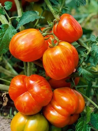 CLovers Garden Mr. Stripey Tomato Plant – Two (2) Live Plants –Not Seeds– Each 5