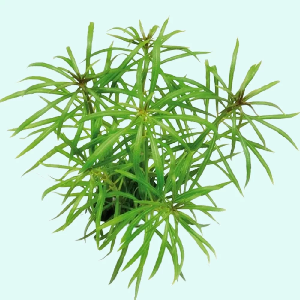 Pogostemon Stellatus Narrowleaf (Bunch 3-5 Stems) Live Aquarium Plants