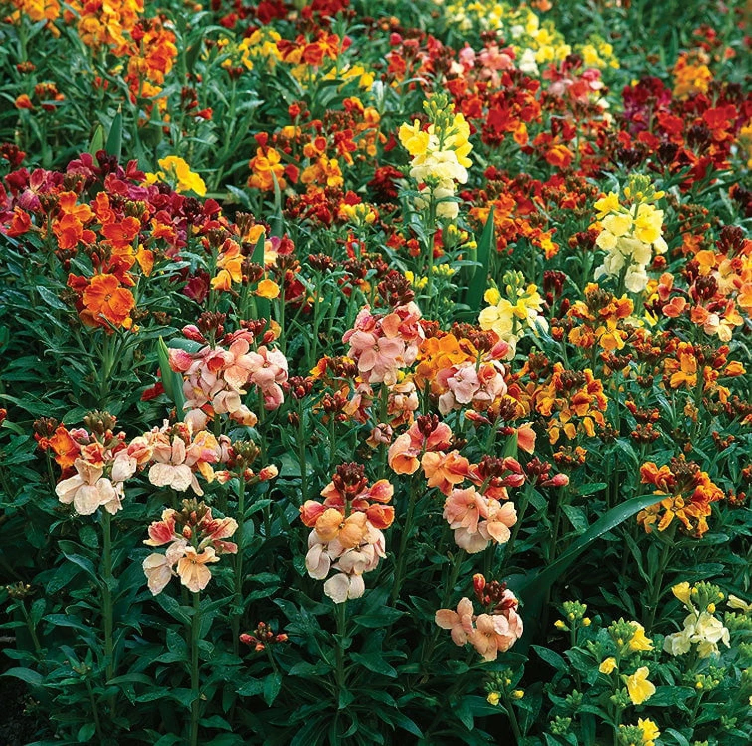 Wallflower Seeds - Fair Lady Mix - 1/4 Pound - Pink/Red/Orange Flower Seeds,   Attracts Bees, Attracts Butterflies, Attracts Hummingbirds, Attracts Pollinators, Fragrant, Container Garden
