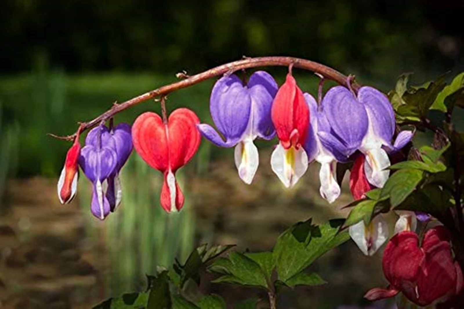 Bleeding Hearts Bulbs,Bleeding Heart,Bleeding Hearts Flowers, Love Heart,Bleeding Hearts bulbs For Sale
