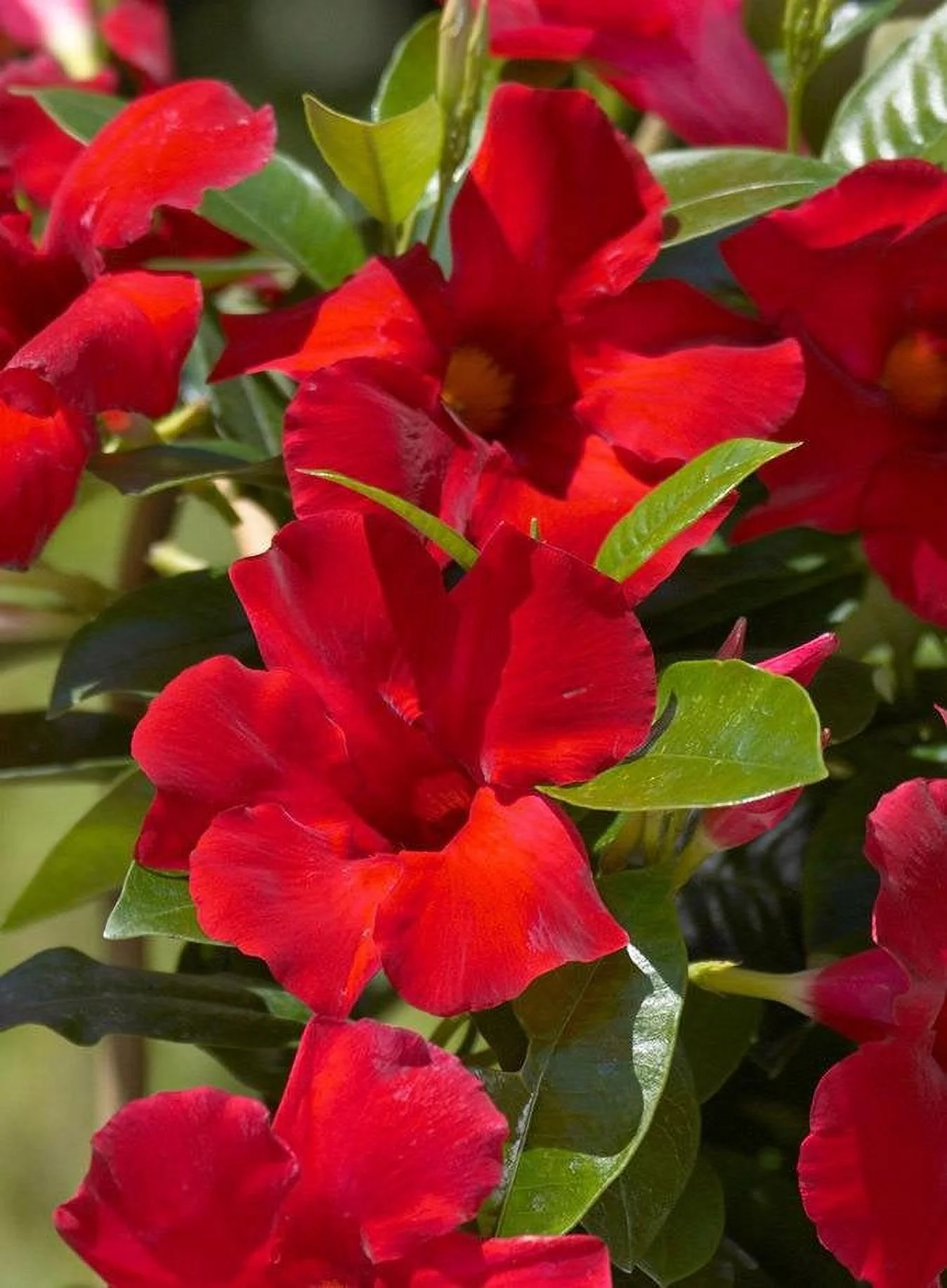 Mandevilla Giant Crimson 4 inch Pot