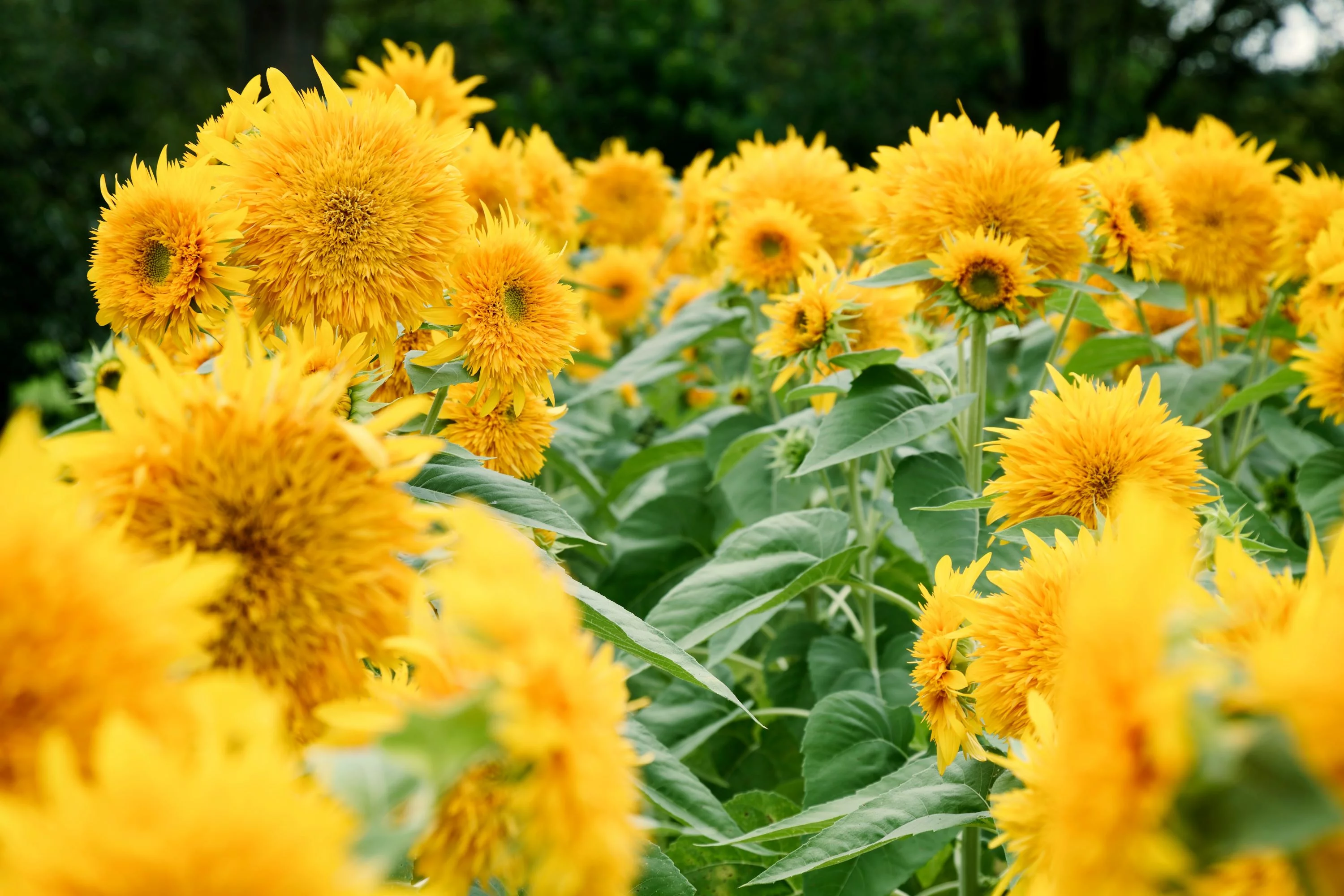 Dwarf Teddy Bear Sunflower Seeds/ Full Sun/ Annual/ 2200 Seeds 1 oz/ Zellajake Farm and Garden - B69