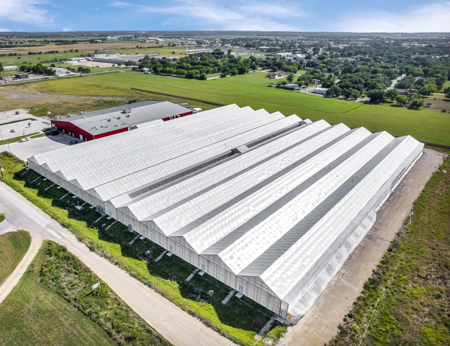 Cardoon - Porto Spineless seedling (6 pack)