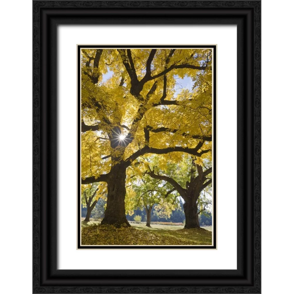 Paulson, Don 23x32 Black Ornate Wood Framed with Double Matting Museum Art Print Titled - Oregon, Joseph H Stewart Walnut tree in autumn