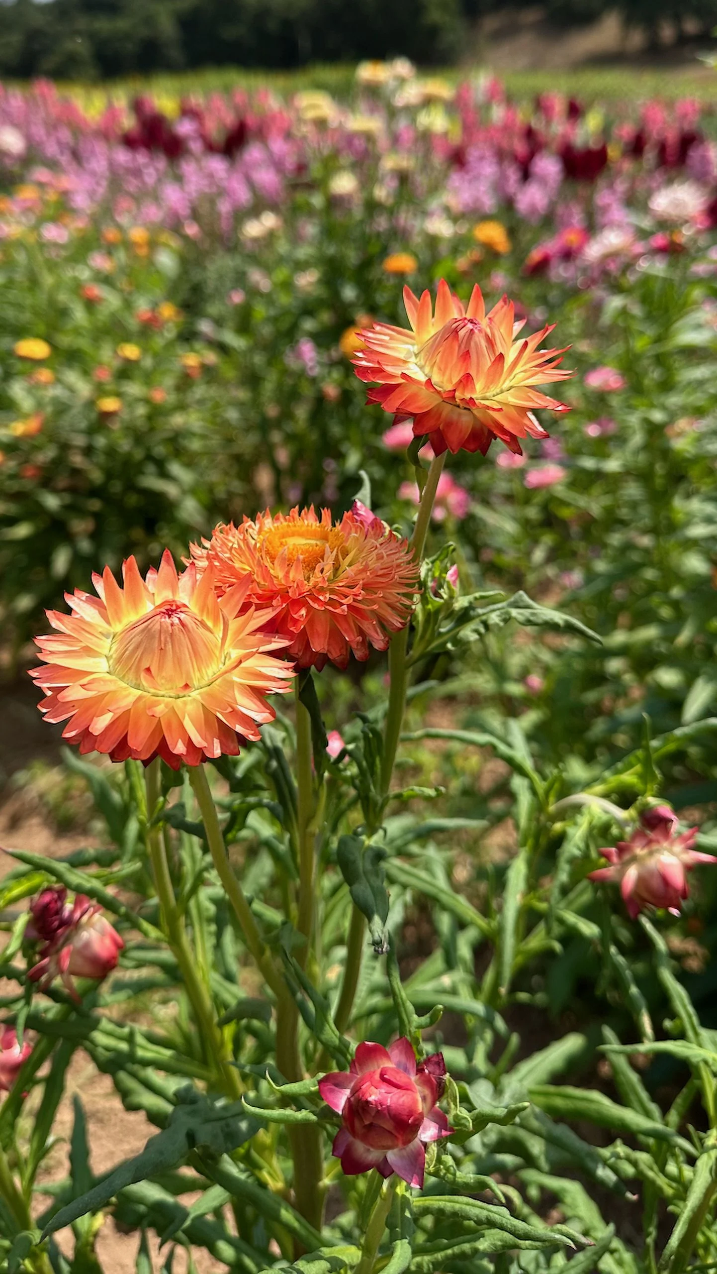 Plant Good Seed Roggli Riesen Strawflower Seeds: Full Sun Hot Weather Heirloom Grow Dried Flowers