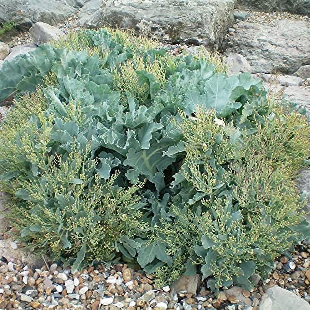 Sea Kale Seeds Crambe Maritima Herbaceous Perennial Fragrant Ornamental Vegetable Edible Drought & Salt Tolerant Attracts Butterflies Beds Borders Outdoor 10Pcs Herb Seeds by YEGAOL Garden