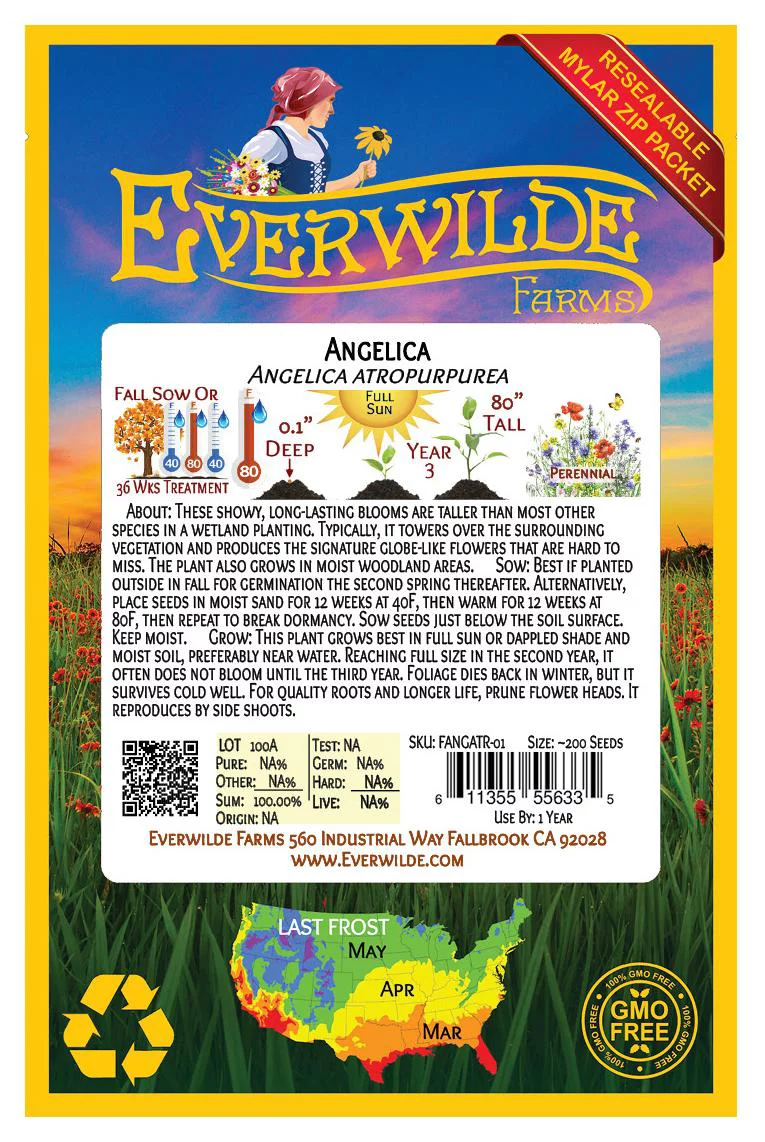 Everwilde Farms - 200 Angelica Native Wildflower Seeds - Gold Vault Jumbo Bulk Seed Packet
