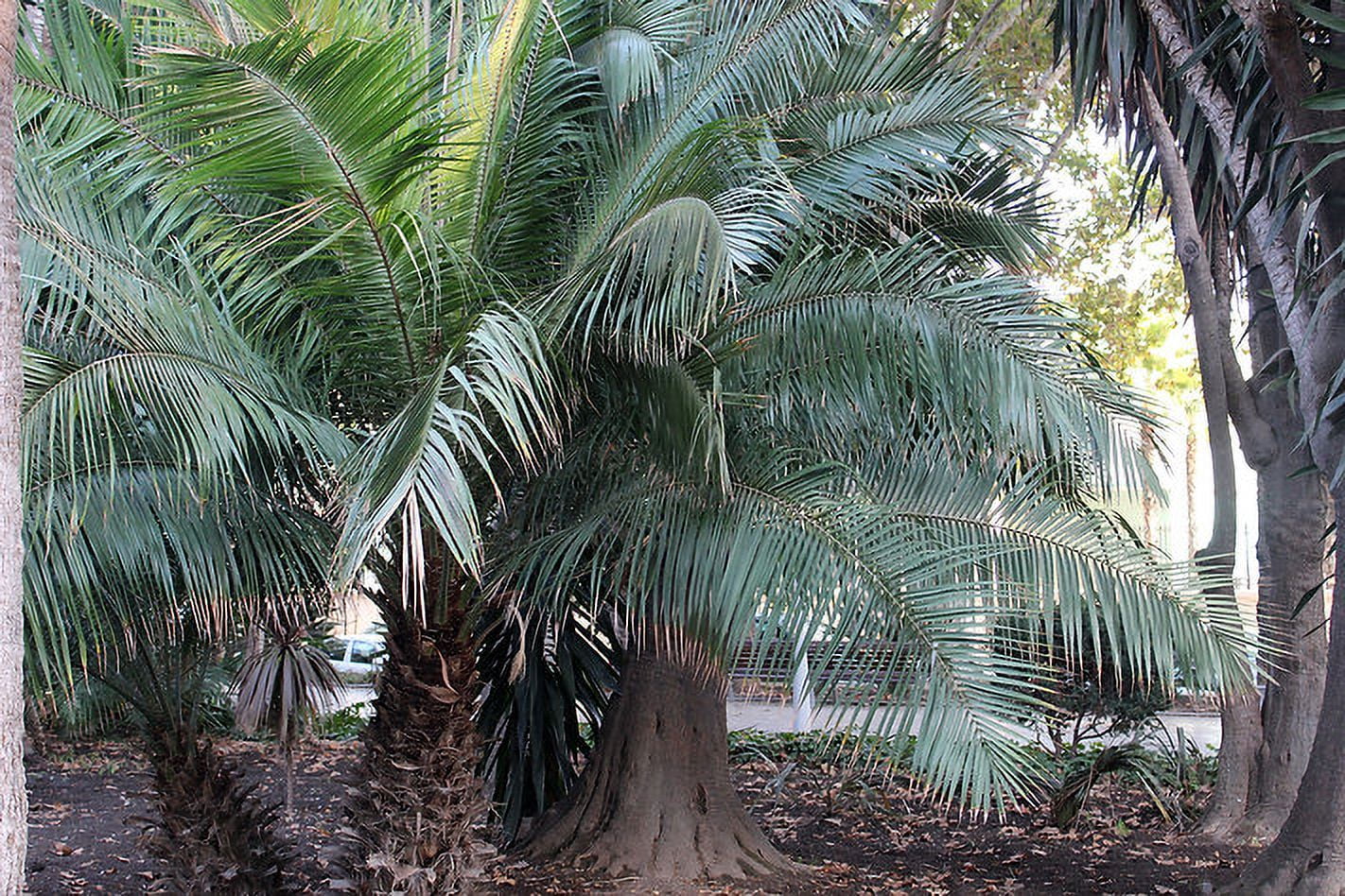 Tropical Palm Seeds- Cliff Date Palm -10 Seeds -Good Container Garden -Phoenix rupicola = Serendipity Seeds