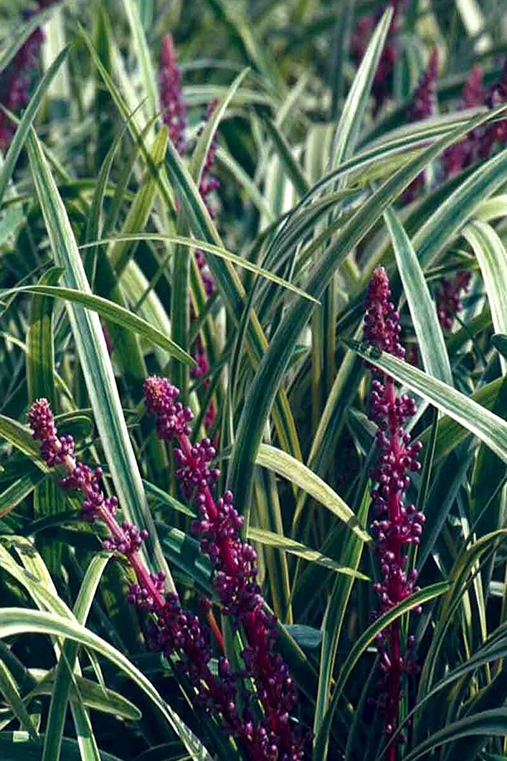 Liriope Variegated in 3.25