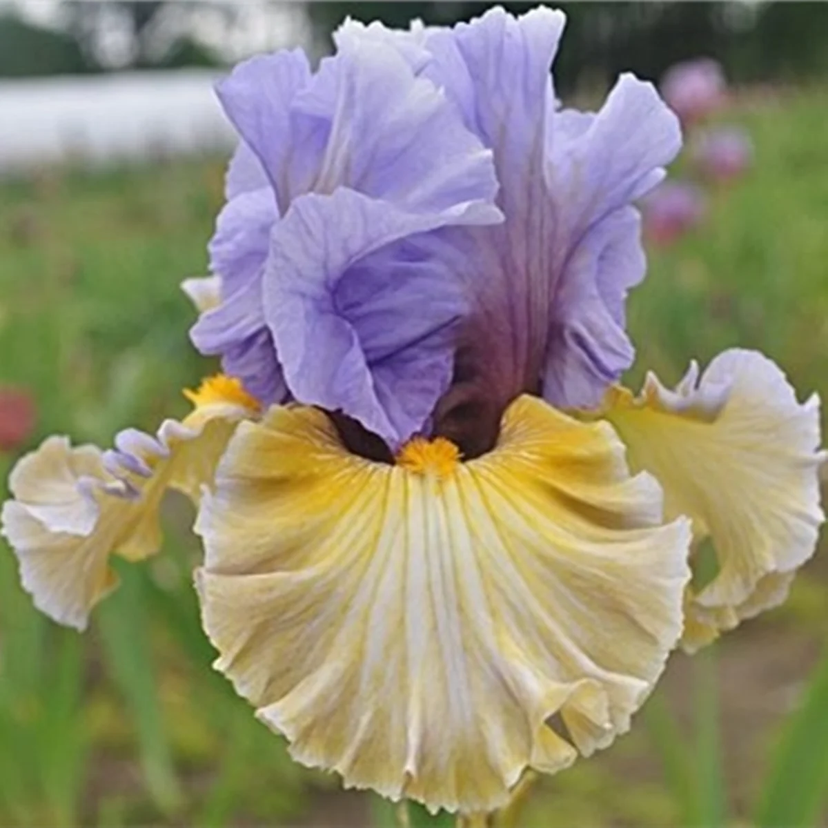 Flowering Perennial Iris Root Fragrant Plant Rhizomes,Bearded Bulbs/Iris Rhizome