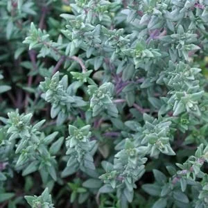 Clovers Garden English Thyme Plant– Two (2) Live Plants – Not Seeds –Each 4