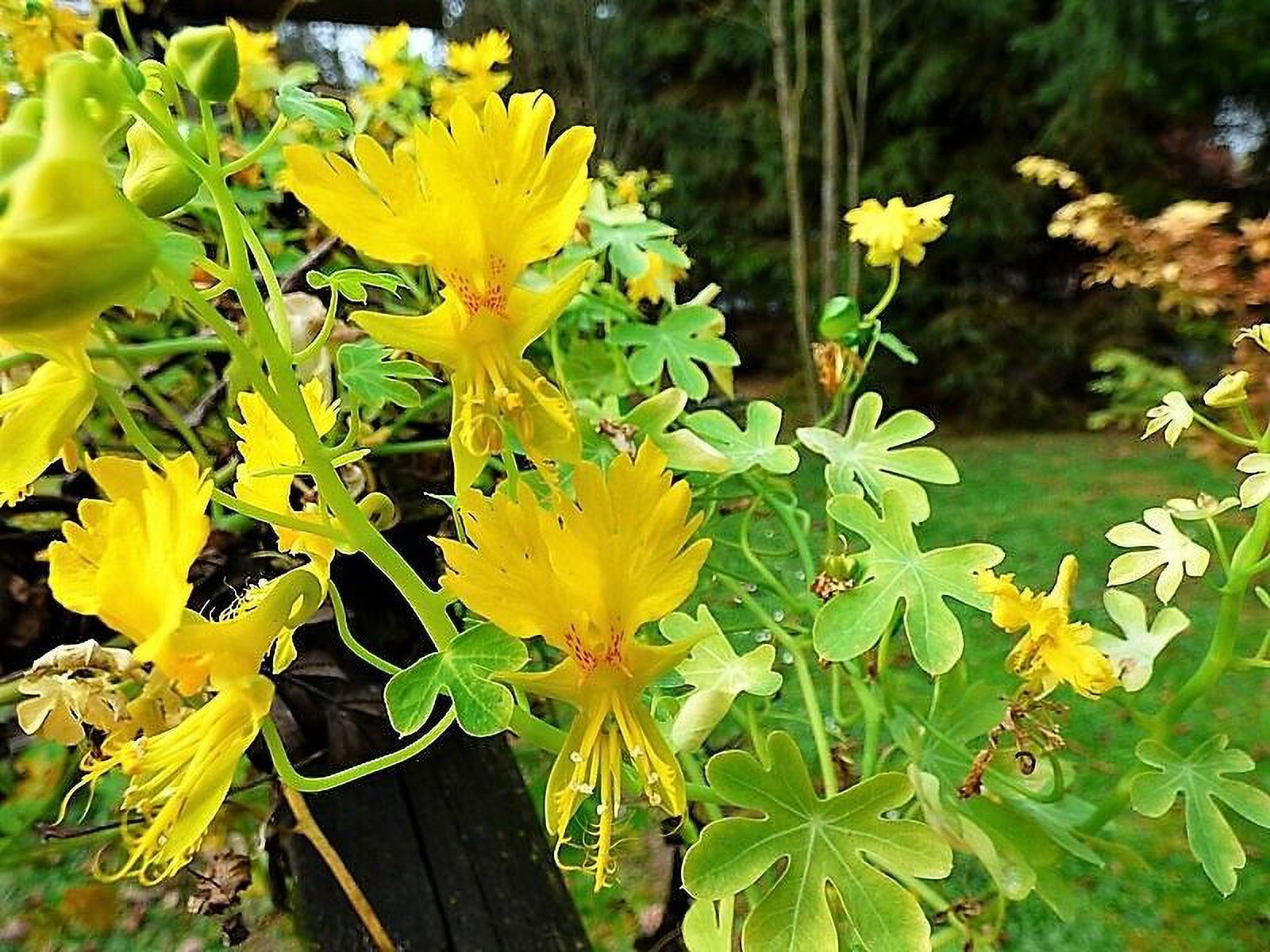 10 CANARY CREEPER NASTURTIUM Vine Tropaeolum Peregrinum Yellow Bird Flower Seeds