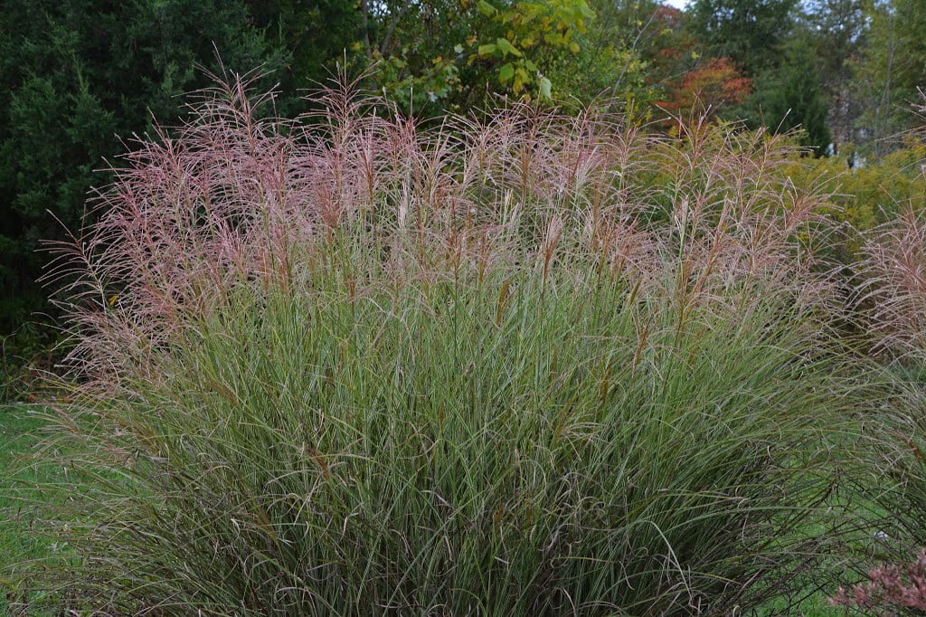 Morning Light Maiden Grass Perennial - Gallon Pot - Miscanthus