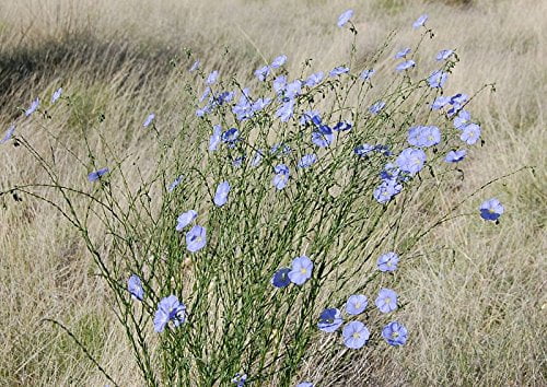 Blue Flax 1500 Seeds (Linum perenne) Non GMO, Heirloom