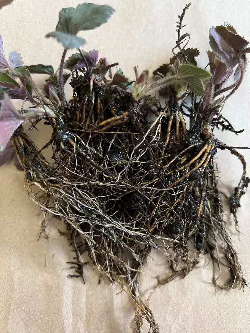 10 Organic wild strawberry bare root plant