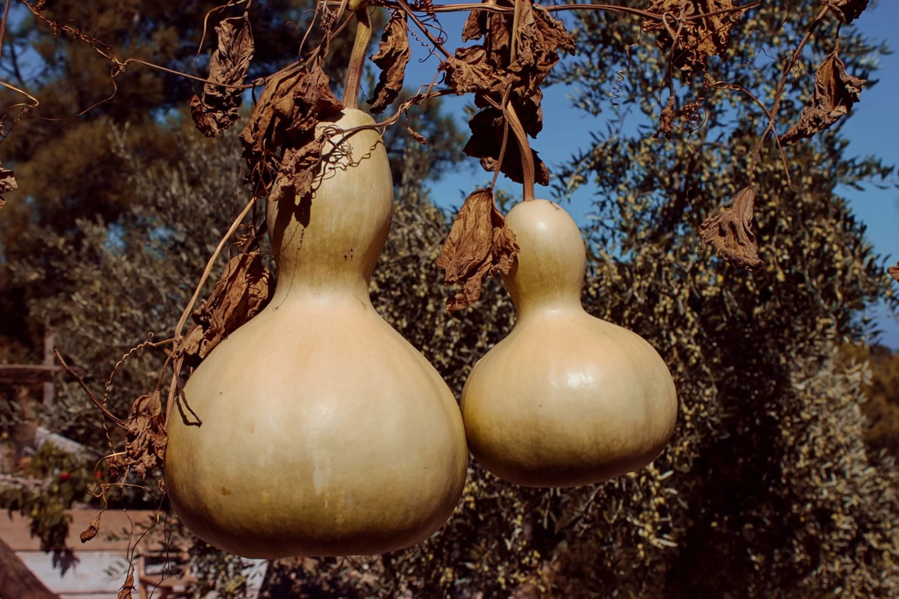 Birdhouse Bottle Gourd Seeds/ Annual/ Full Sun/10 Seeds/ Zellajake Farm and Garden - B110