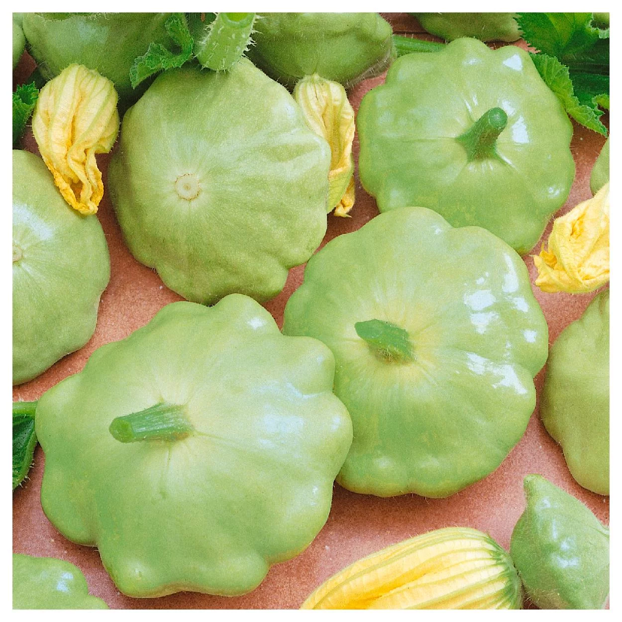 Everwilde Farms - 40 Bennings Green Tint Scallop Summer Squash Seeds - Gold Vault Jumbo Bulk Seed Packet
