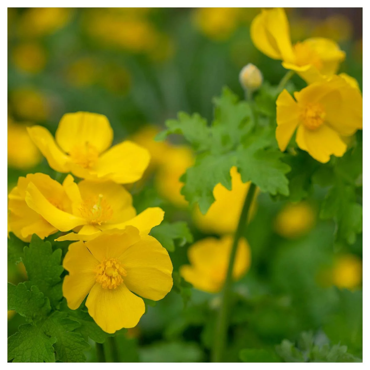 Everwilde Farms - 15 Celandine Poppy Native Wildflower Seeds - Gold Vault Jumbo Bulk Seed Packet
