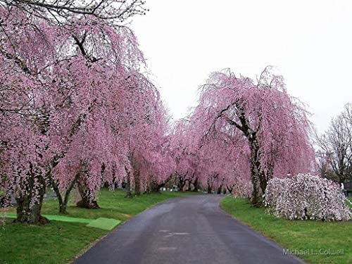 5 Pink Willow Weeping Tree Seeds