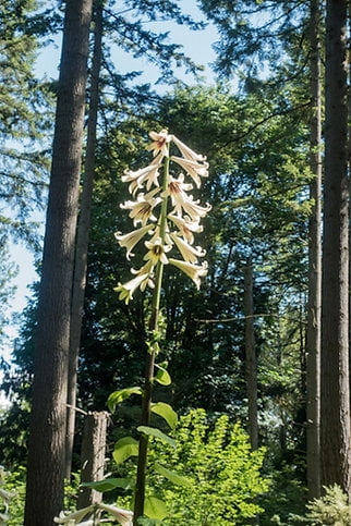 Lily Seeds-20 Giant Himalayan Lily Largest of All Lilies! Cardiocrinum giganteum