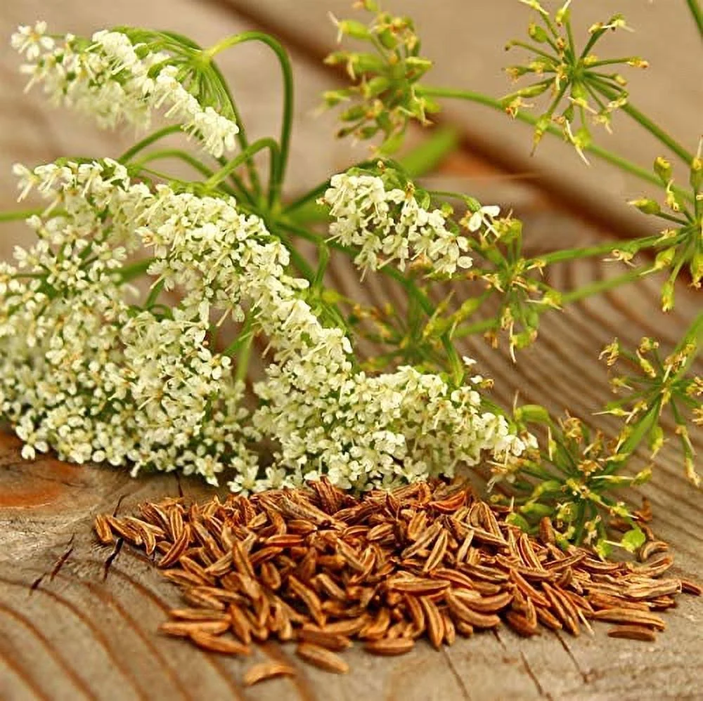 Caraway Herb Seeds, 100 Heirloom Seeds Per Packet, Non GMO Seeds