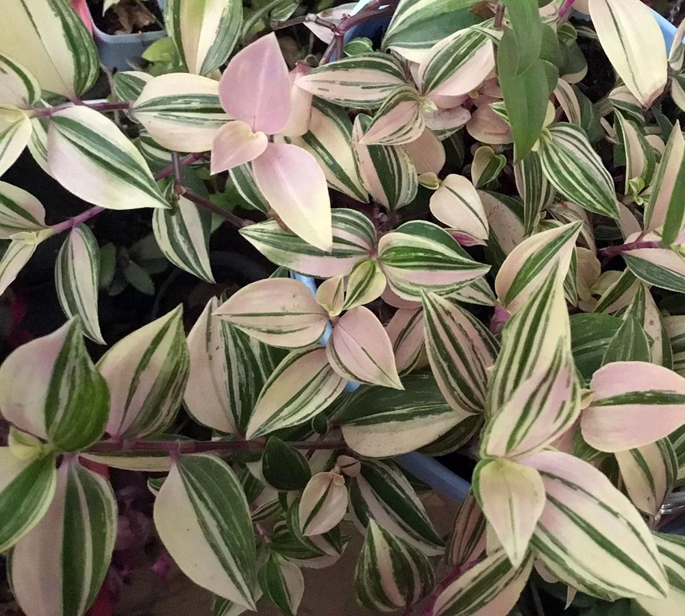 Rainbow Tradescantia albiflora - 2.5