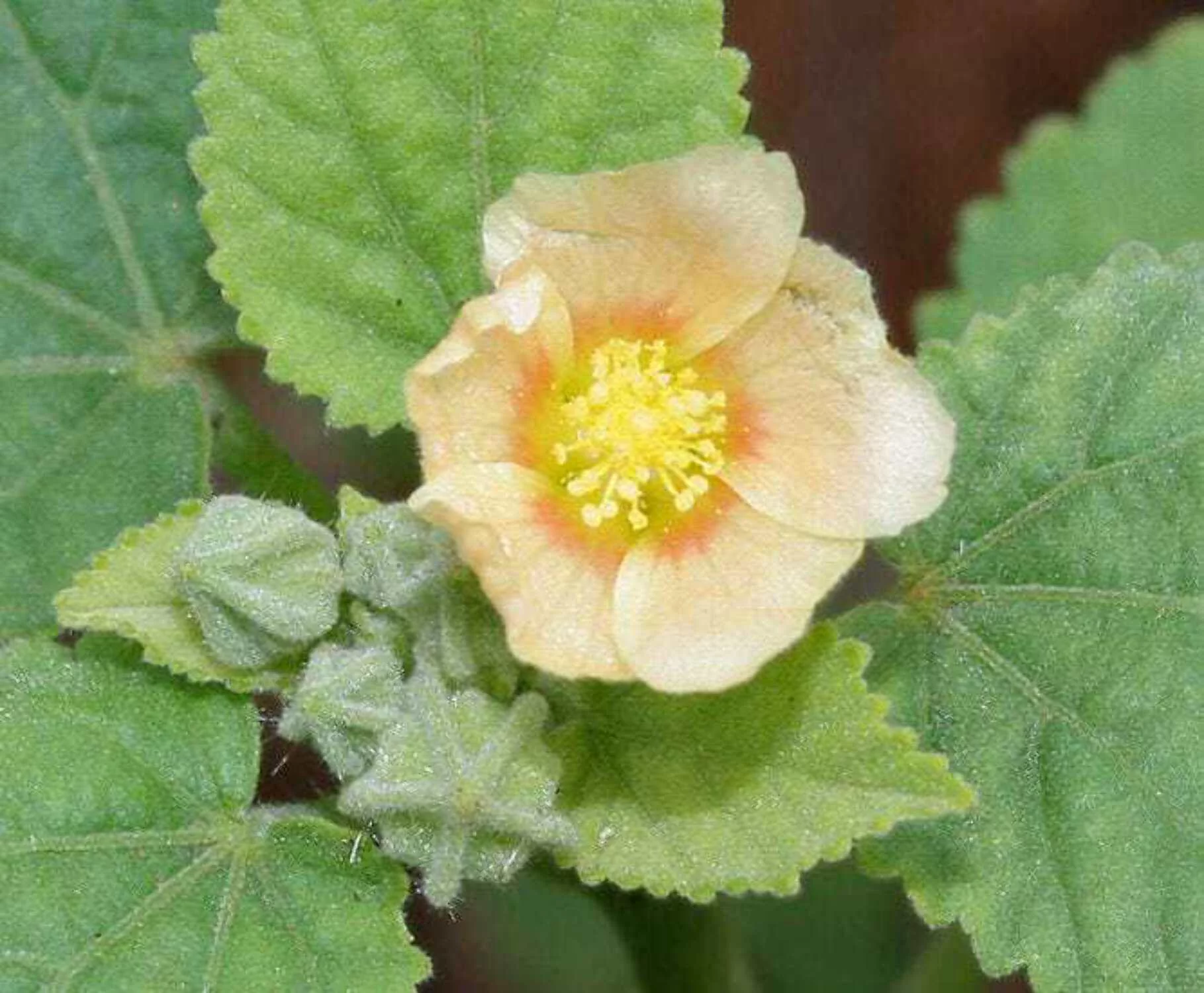 100 COUNTRY MALLOW (Bala / Flannel Weed) Sida Cordifolia Flower Seeds