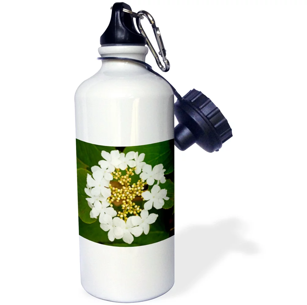 Canada, Ontario, Dorset. Flowers on hobblebush shrub. 21 oz Sports Water Bottle wb-207332-1