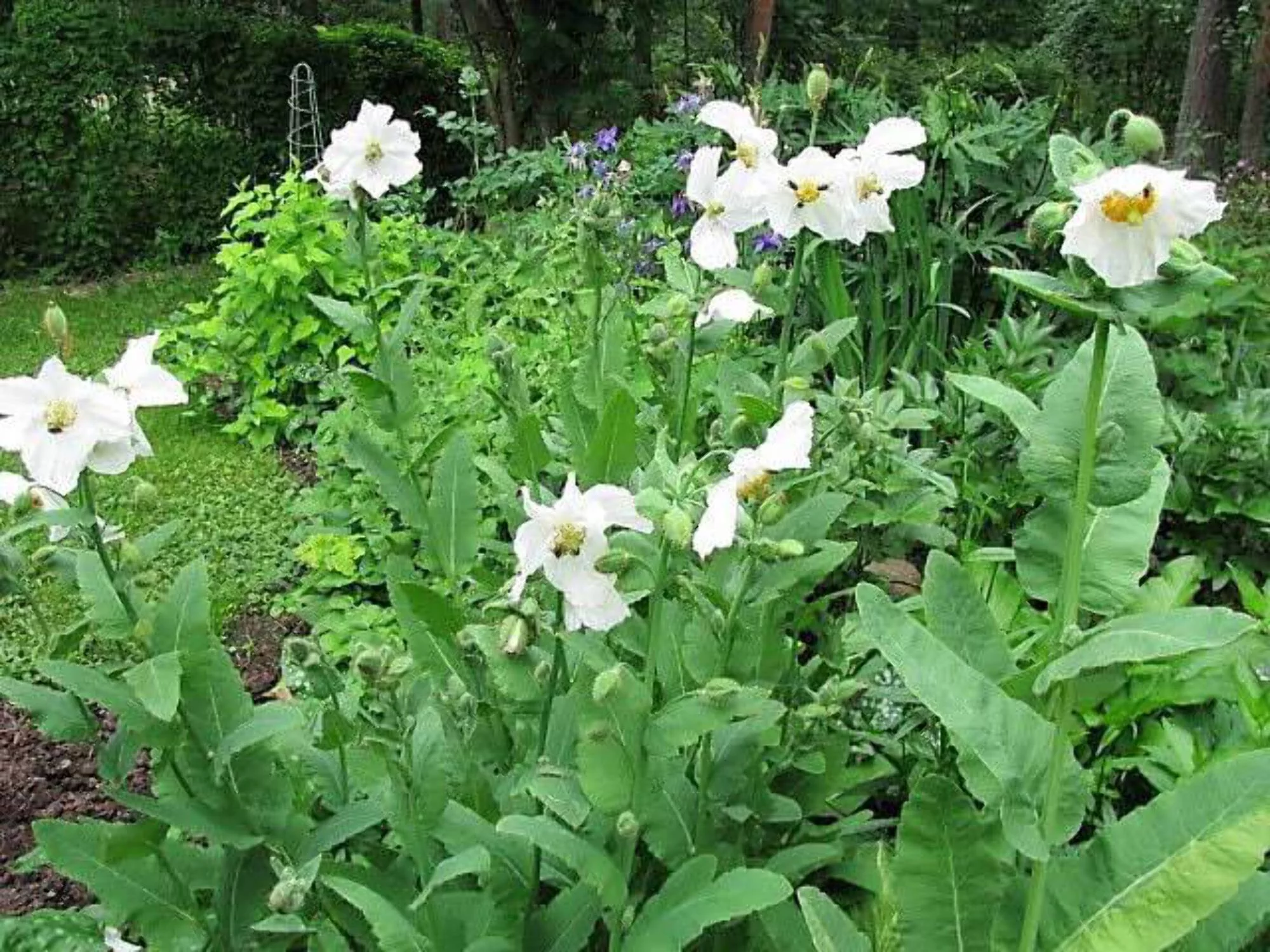 10 Seeds MIXED HIMALAYAN POPPY Blue Red Violet Meconopsis Napaulensis Mix Flower Seeds