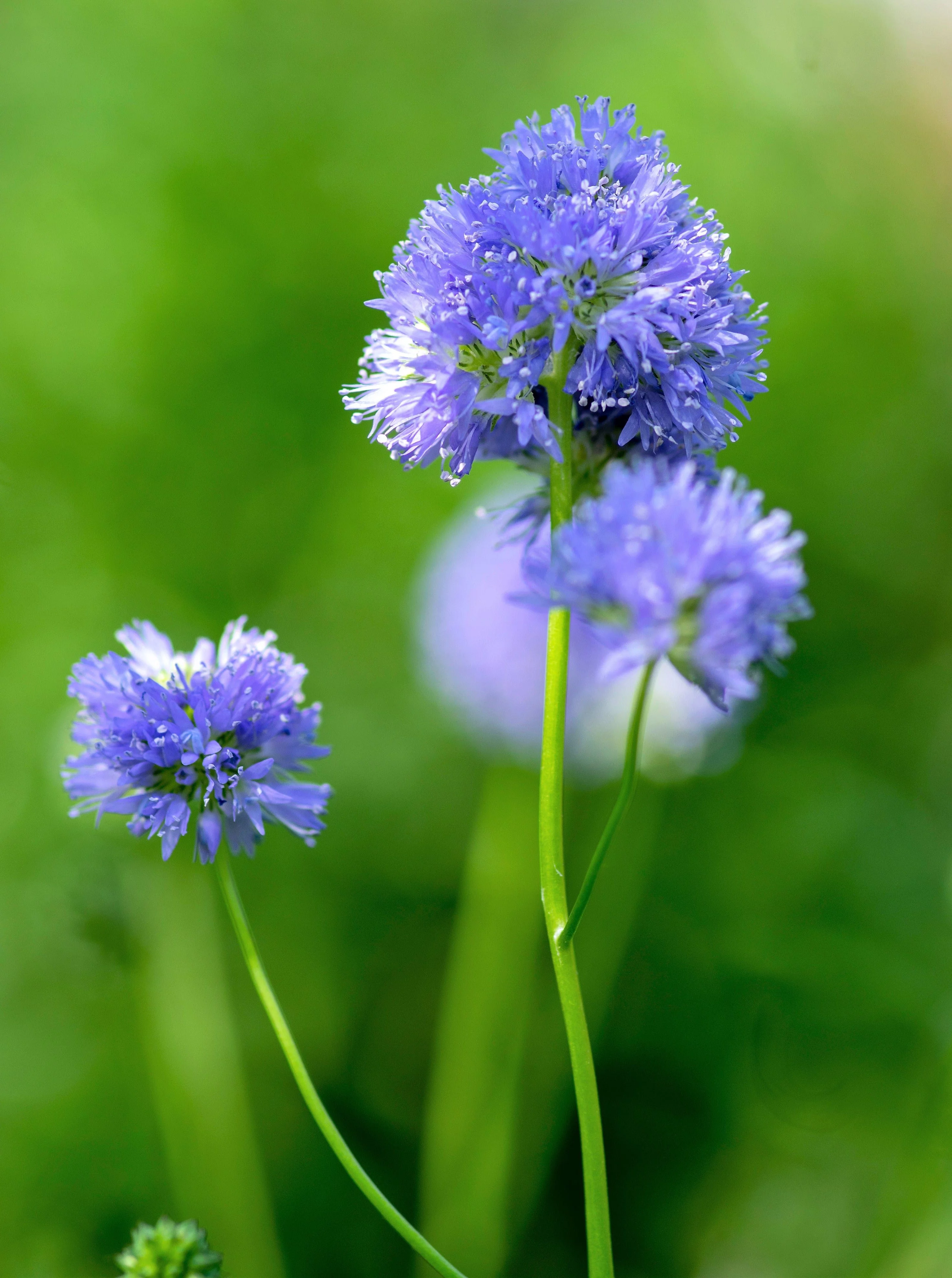 1500 GLOBE GILIA Bluehead Gilia Capitata Thimble Flower Seeds