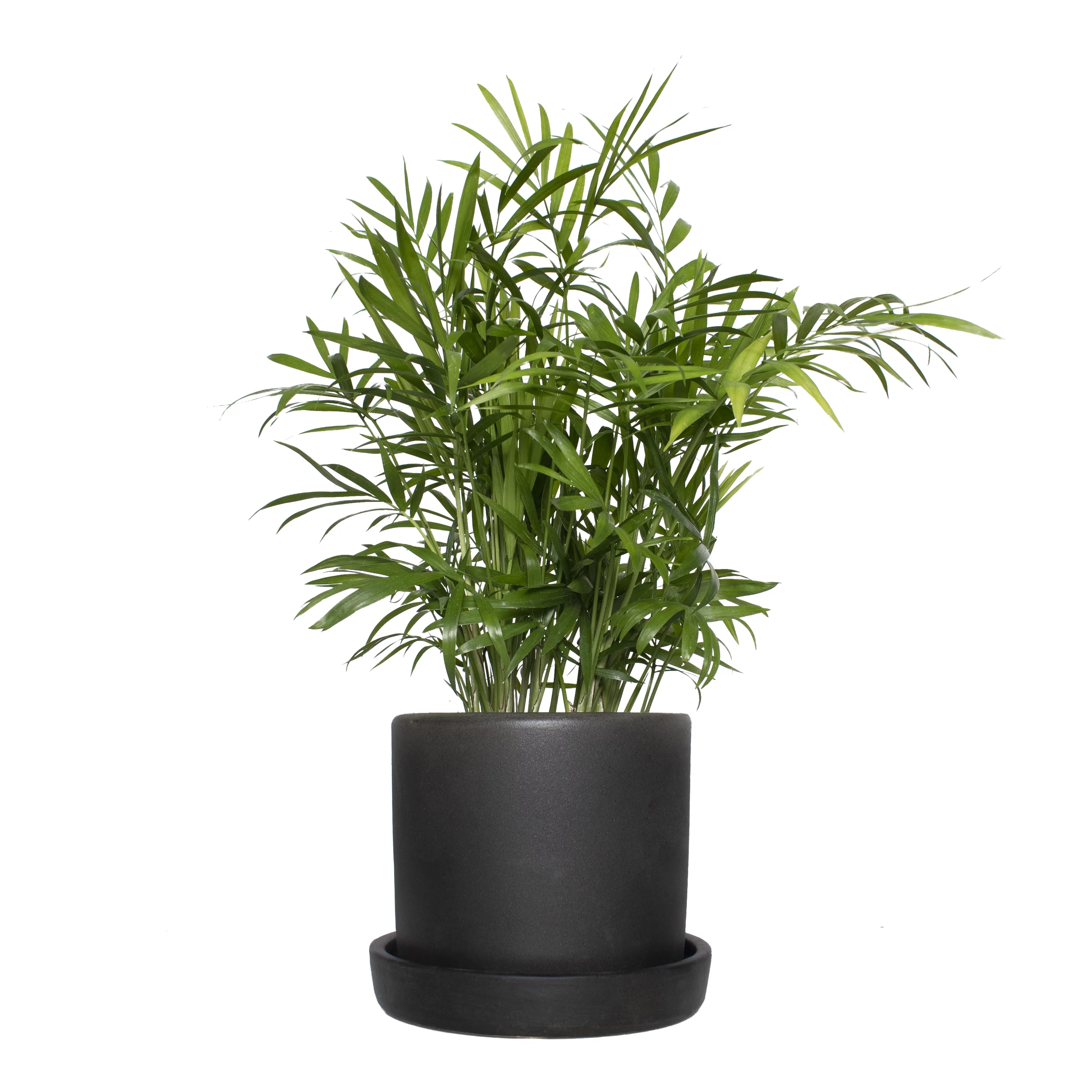 5 In. Hyde Semi Matte Black Container with Saucer - 1 Piece