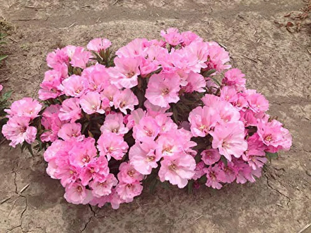 Pink Godetia