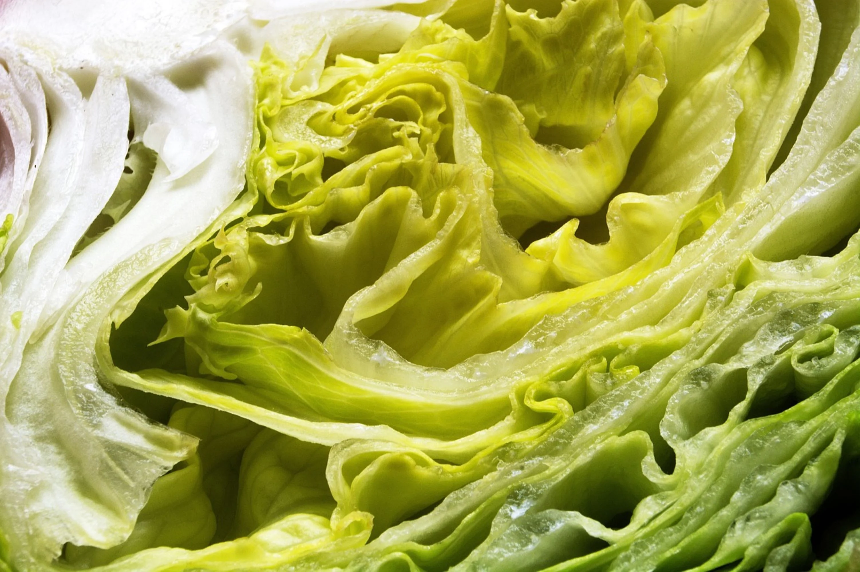 Iceberg Lettuce Seeds/ Full Sun/ Annual/ 500 Seeds 1/2 Gram/ Zellajake Farm and Garden- B302
