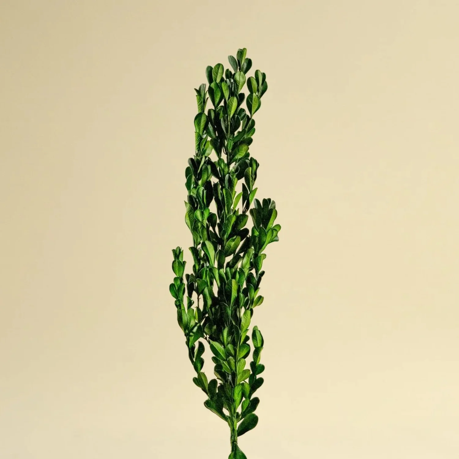 Raw Sola Wood Flowers - Centerpiece/Vase/Pot/Bouquet Fillers - -Boxwood Greenery
