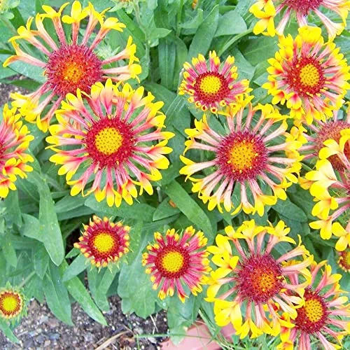 Blanket Flower Seeds Gaillardia Grandiflora 'Fanfare' Herbaceous Perennial Attracts Butterflies Drought & Heat Tolerant Containers Beds Borders Outdoor 20Pcs Flower Seeds by YEGAOL Garden