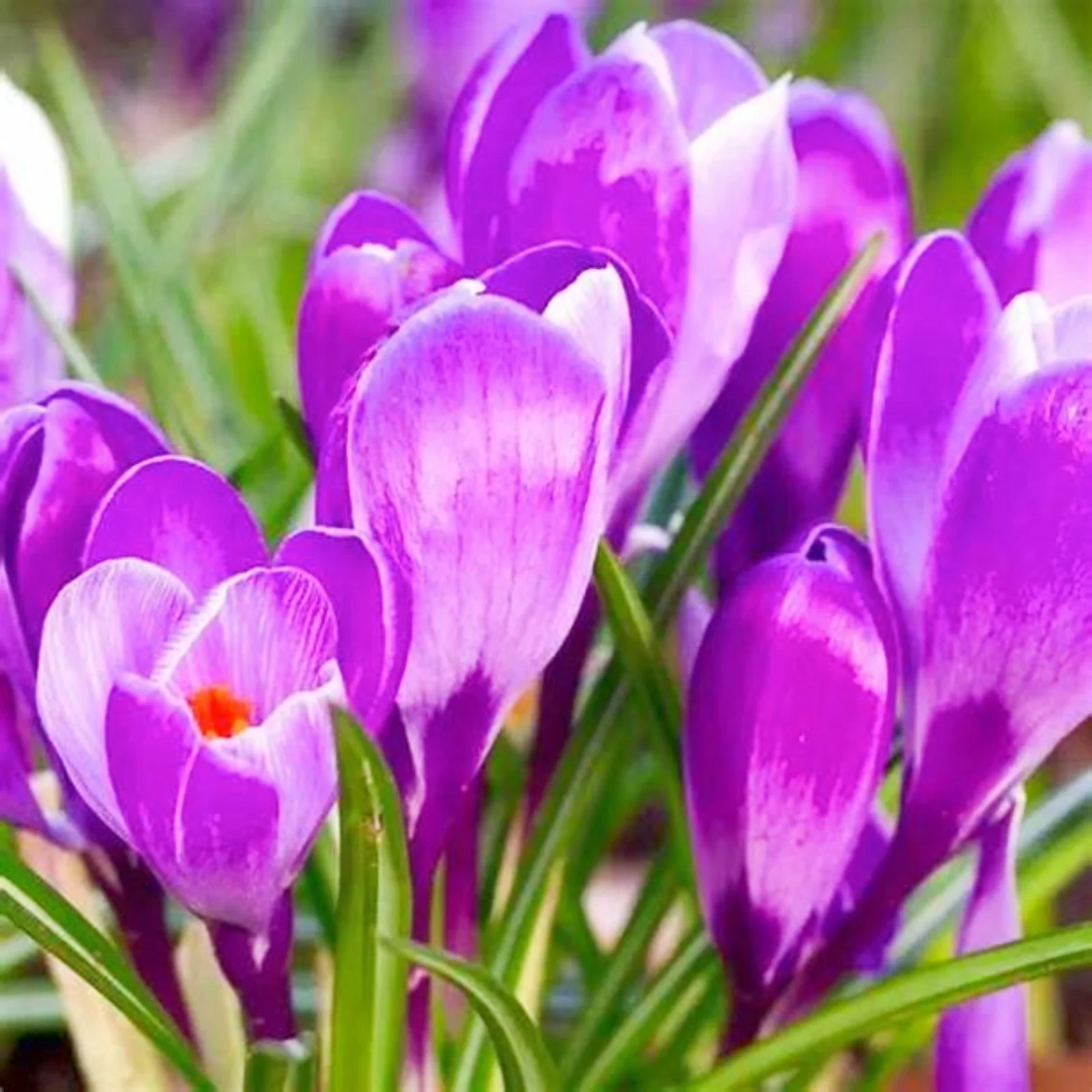 Crocus Flower Crocus Bulbs Bulk Crocus Bulbs For Planting Crocus Plant Crocus Bulbs For Sale Garden Decoration