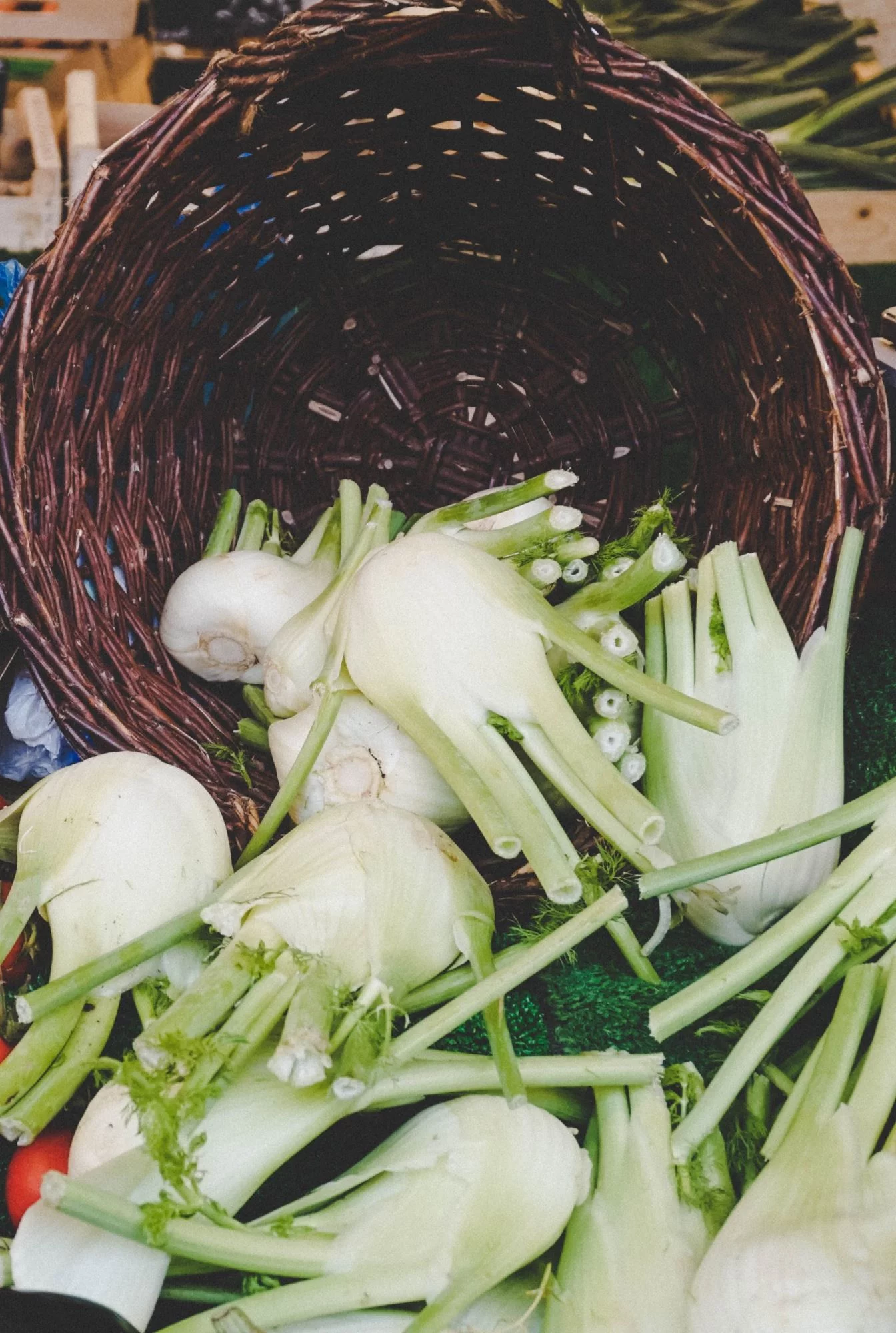 Florence Fennel Herb Seeds/ Perennial/ Full Sun/ 7,500 Seeds 1 oz/ Zellajake Farm and Garden - B198