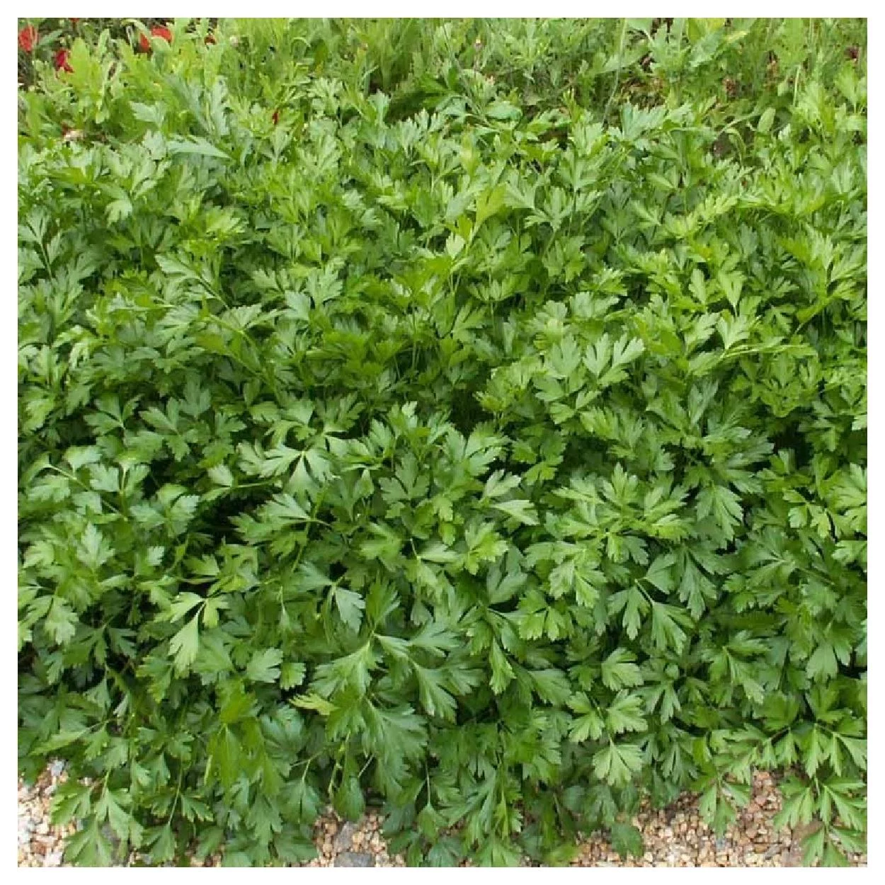 Everwilde Farms - 1000 Italian Giant Parsley Seeds - Gold Vault Jumbo Bulk Seed Packet