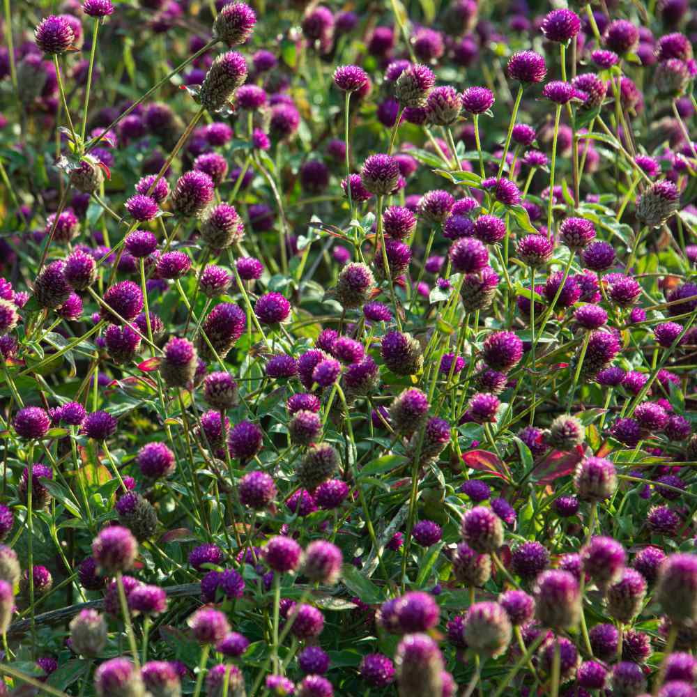 Outsidepride Purple Gomphrena Globosa Plant Flower Seed - 2000 Seeds