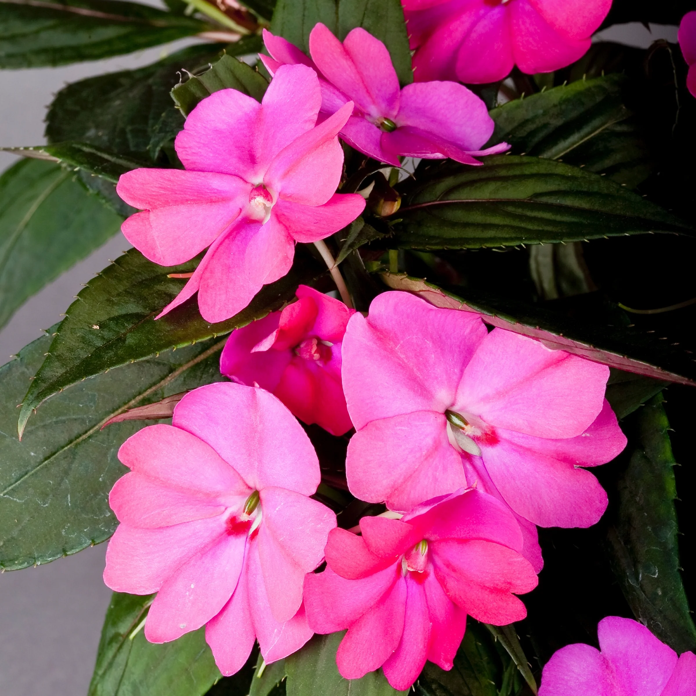 2.5 in. Impatiens Compact Lilac SunPatiens (3-Pack)