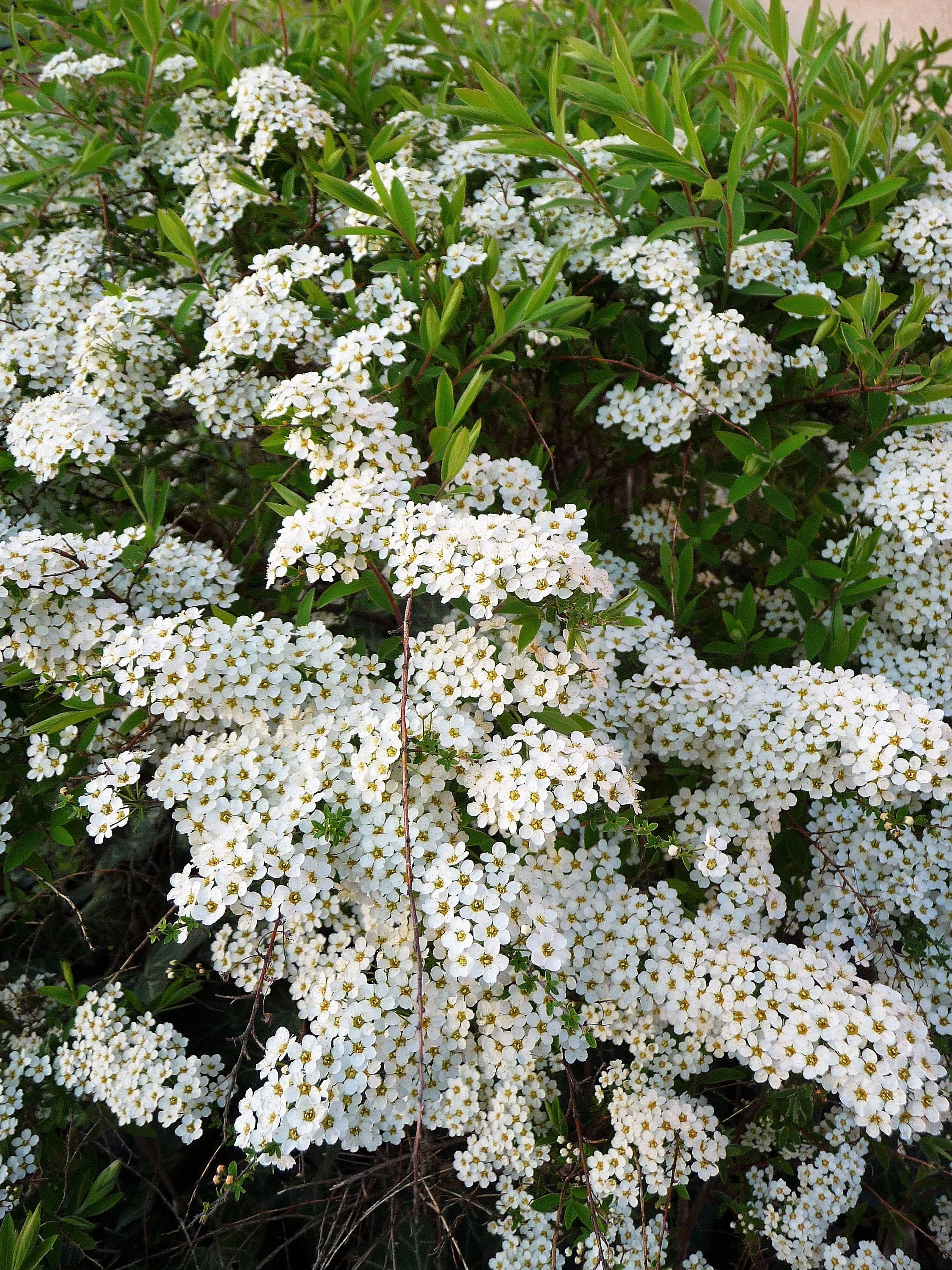 50 White CHINESE SPIREA Spiraea Chinensis Flower Bush Shrub Seeds