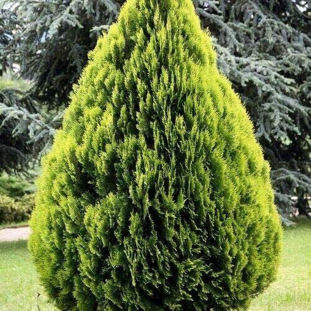 30 Golden Oriental Arborvitae Tree Seeds (Platycladus orientalis Aurea) jocad